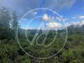 À vendre Terrain constructible de 4 150 m² – Labrousse, Le G