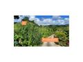 Terrain de 1407 m2 en bordure de route - SAINT-JOSEPH