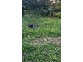 RARE BAIE-MAHAULT - 600 m² - A SAISIR - VILLARCHIPEL