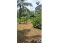 Grand terrain de 2 hectares