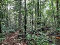 TERRAIN AU COEUR DE LA NATURE 16600M2 ROURA